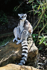 ring tailed lemur