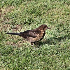 Fototapeta premium blackbird on the grass