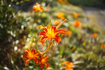 オレンジ色のきれいな花
