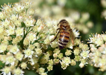 Biene auf einer weißen Fetthenne