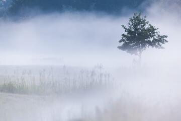 Obraz na płótnie Canvas Tree in the mist