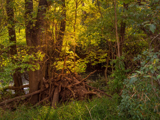 Beautiful Creekside Foliage Backlit by Golden Afternoon Light