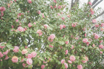 pink tulips in spring