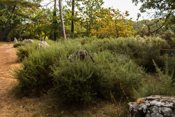 Alignement de menhirs en foret a Carnac Bretagne sud golfe Morbihan site n&eacute;olithique France