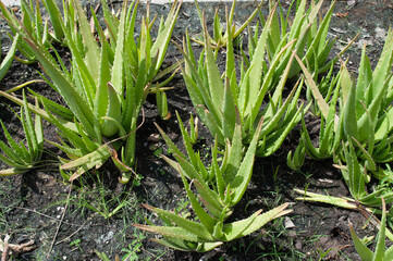 Obraz premium Aloe vera plantation In the back garden