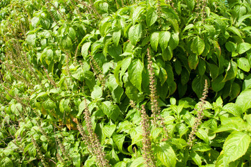 Cuminum cyminum garden for sale in the market.