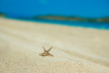 beautiful seashells by the sea on nature background