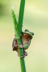 Little green frog Hyla arborea sits on a blade of grass by the lake  a summer morning