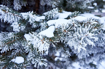 Spruce branches in winter against a background of white snow.