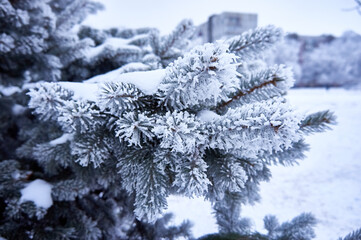 Spruce branches in winter against a background of white snow.