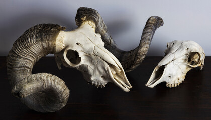 ram skull with big horns and sheep skull