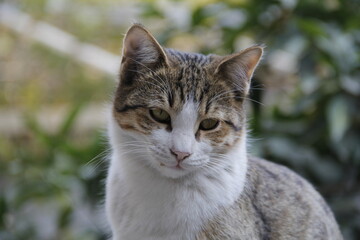 a cat looking at the camera with bright eyes. black and brown cat close up