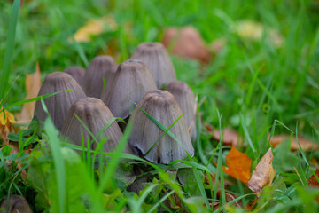 Toadstool mushrooms in the grass and yellow leaves in autumn