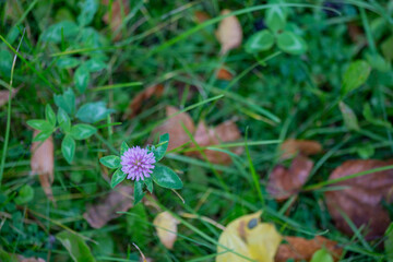 blooming clover in the grass close up