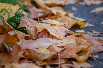 dry yellow autumn leaves close up