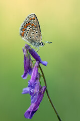 A beautiful butterfly Polyommatus icarus on a pink field flower in the dew