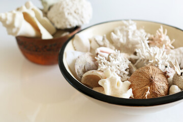 Meraviglie della natura: piccola collezione di conchiglie, semi e coralli provenienti da una spiaggia tropicale, su fondo bianco. 