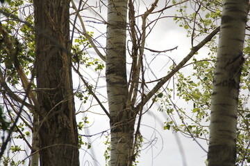 tree trunk isolated from background