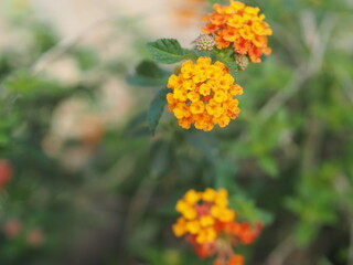 Yellow and orange color flower Lantana camara, Verbenaceae blooming in garden on blurred of nature background