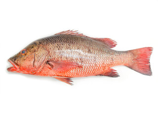 Close-up view of red snapper fish/chemballi fish/chempalli fish isolated on white background.
