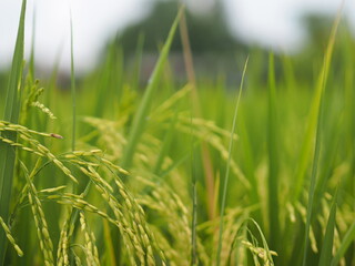 Spike green paddy rice in the field plant, Jasmine rice on blurred of nature background