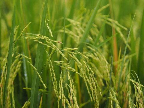 Spike green paddy rice in the field plant, Jasmine rice on blurred of nature background