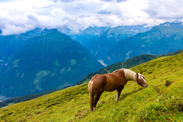 Fototapeta na wymiar Wild horse at Stubnerkogel in Austria