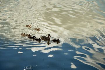 The duck swims with ducklings on the river. Reflection of the sky in the water.The theme of conservation and the environment. Birds and their offspring.