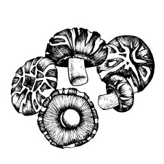 Fototapeta premium Vector sketch shiitake black-white graphics, champignon, dry mushroom, gourmet cuisine, vegetarian, autumn mushrooms isolated on white background for printing, cookbook, logo.