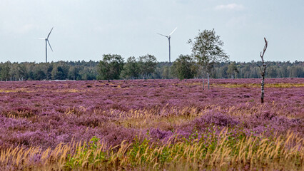 Heide © wkbilder