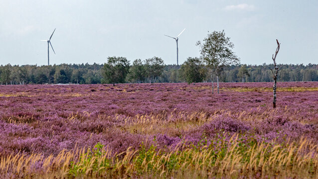 Heide