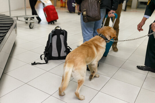 Back view of a labrador dog looking at camera, for detecting drugs at the airport standing near the customs guard.