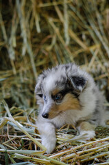 Fototapeta premium Cute marble dog sheltie shetland shepherd puppy with blue eyes on wood on hay dry grass background