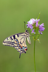 Wonderful butterfly Papilio machaon  spread its wings on a summer day on a pink field flower