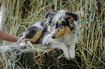 Cute marble dog sheltie shetland shepherd puppy with blue eyes on wood on hay dry grass background