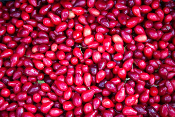 Dogwood is scattered on the ground. Background for design