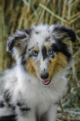 Cute marble dog sheltie shetland shepherd puppy with blue eyes on wood on hay dry grass background