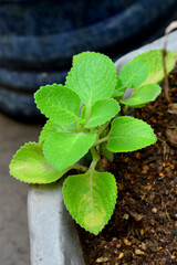 A small Indian Borage plant just started to grow.