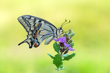 Wonderful butterfly Papilio machaon  spread its wings on a summer day on a pink field flower