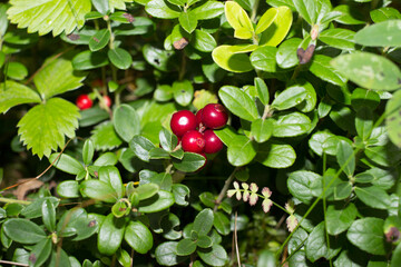 Image of wild lingonberry. Forest plant with leathery leaves and red berries.