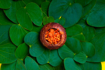 Happy Dussehra greeting card , green apta leaf and rice, Indian festival dussehra