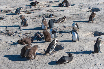 Ciudad del Cabo Pingüinos