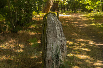 Alignement de menhirs en foret a Carnac Bretagne sud golfe Morbihan site néolithique France