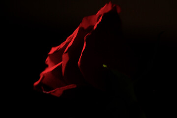 Red rose