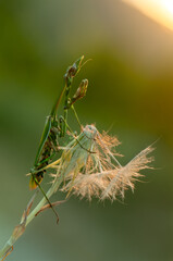 Graceful insect Empusa pennata on a dry twig waiting for prey in the meadow under the rays of the morning