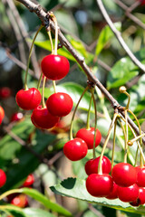 On a tree branch hanging, ripe red berries cherry.