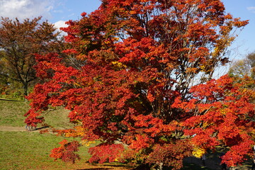 Autumn landscape. Autumn is a wonderful time of the year, with beautiful colors and a peaceful atmosphere around, Japan