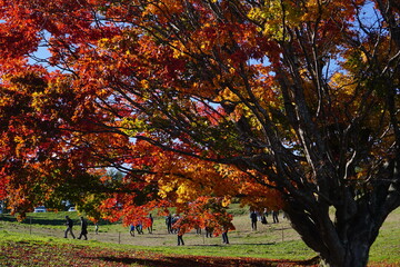 Autumn landscape. Autumn is a wonderful time of the year, with beautiful colors and a peaceful atmosphere around, Japan