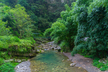 Summer scenery of the Three Gorges sea of bamboo in Yichang, Hubei, China