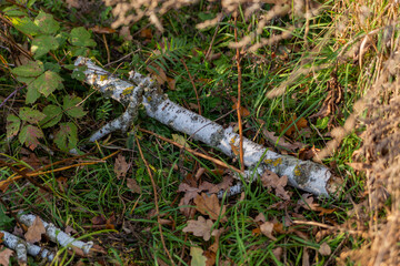 trunk of a fallen birch in the grass close up